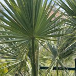 Palma vláknitá (Washingtonia filifera) – výška kmeňov 50-60 cm/80-90 cm, celková výška 200 cm, kont. C110L (-10°C) DVOJIČKY